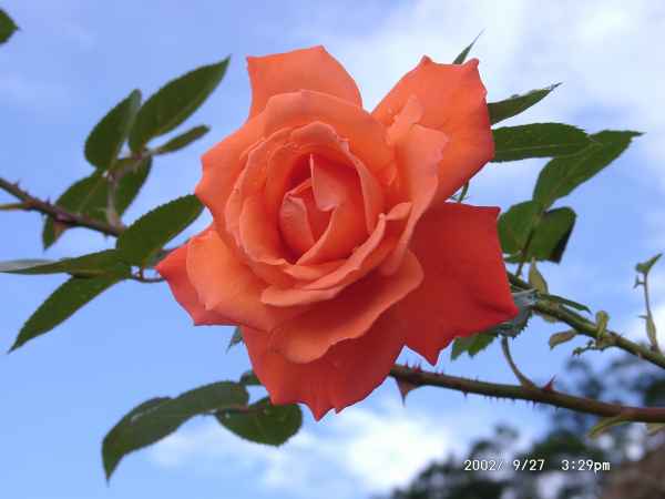 2002 09 27 flora forna madeira 2002 090 jpg