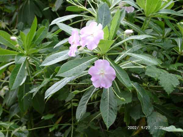 2002 09 27 flora forna madeira 2002 091 jpg