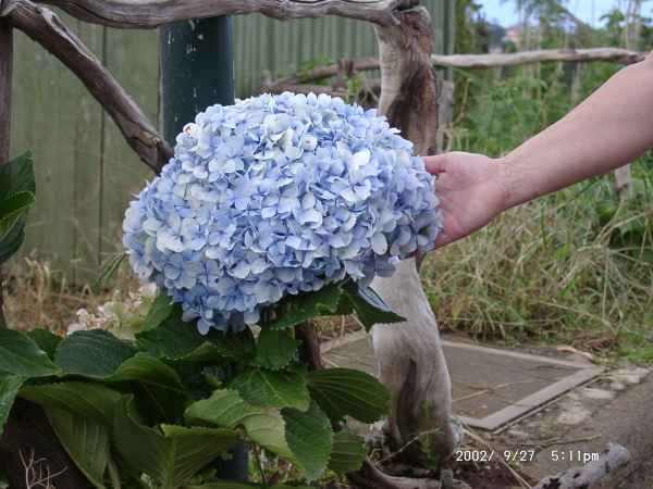 2002 09 27 flora forna madeira 2002 098 jpg