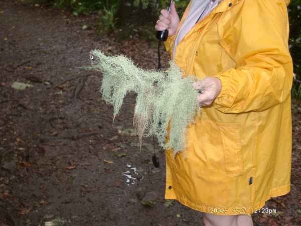 2002 09 27 flora forna madeira 2002 walking 074 jpg