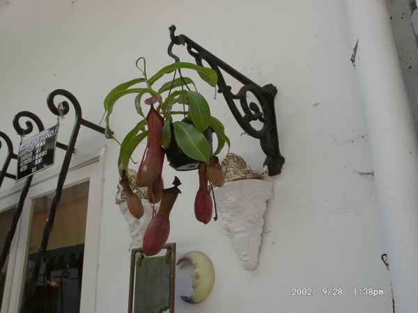 2002 09 28 flora forna madeira 2002 110 jpg