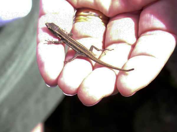 2002 09 28 lizards madeira 2002 113 jpg