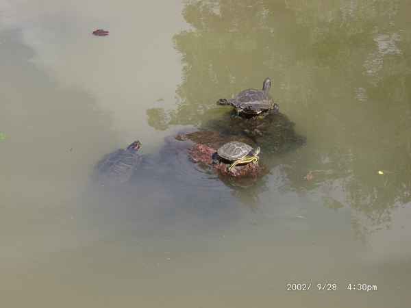 2002 09 28 madeira 2002 120 jpg