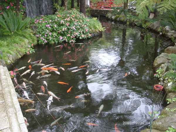 2002 09 30 funchal madeira 2002 141 jpg