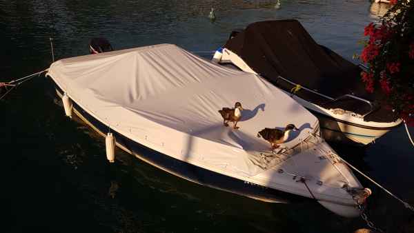 2017 07 05 ducks europe 2017 alpine garda motorhome post ccc tour 036 jpg