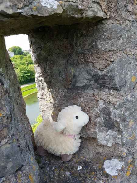 2018 05 22 estersheep ireland 2018 pembroke precccireland 028 jpg