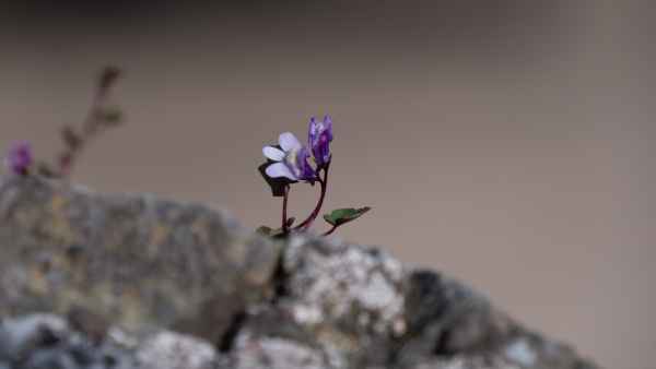 2018 05 22 flowers ireland 2018 pembroke precccireland 044 jpg
