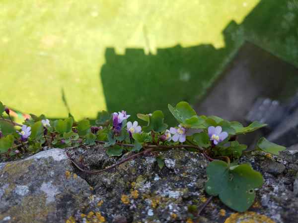 2018 05 22 flowers ireland 2018 pembroke precccireland 050 jpg