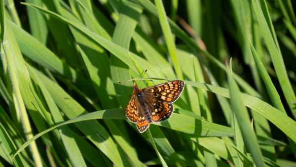2018 05 23 butterflies freshwater east ireland 2018 precccireland walking 084 jpg