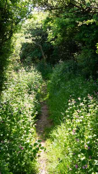 2018 05 23 freshwater east ireland 2018 precccireland walking 056 jpg