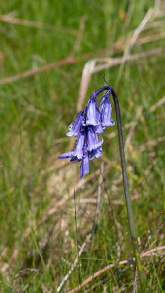 2018 05 23 freshwater east ireland 2018 precccireland walking 058 jpg