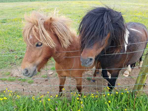 2018 05 25 horses ireland 2018 precccireland st davids 054 jpg