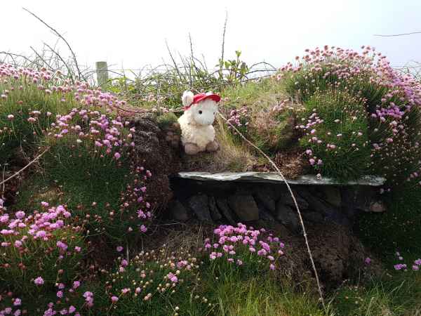 2018 05 26 estersheep ireland 2018 precccireland st davids 055 jpg