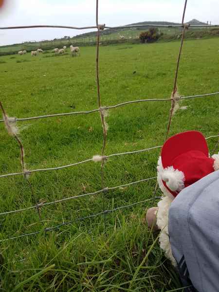 2018 05 26 estersheep ireland 2018 precccireland st davids 070 jpg