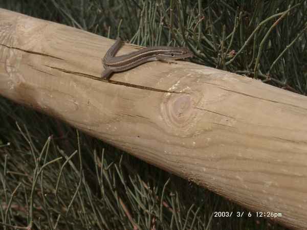 2003 03 06 benidorm benidorm 2003 hotel gan bali 037 jpg