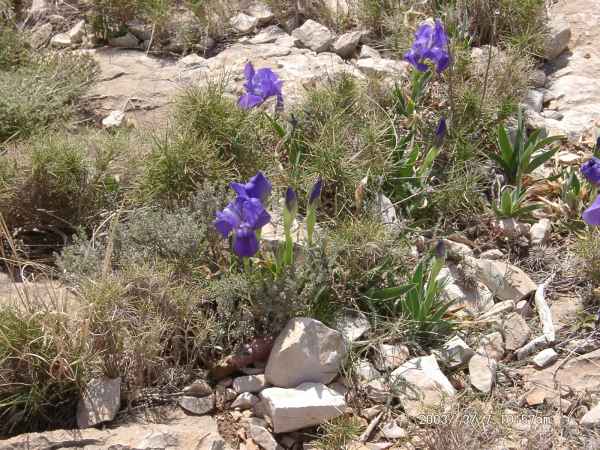 2003 03 07 benidorm benidorm 2003 048 jpg