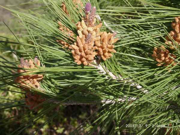 2003 03 09 benidorm benidorm 2003 hotel gan bali 064 jpg