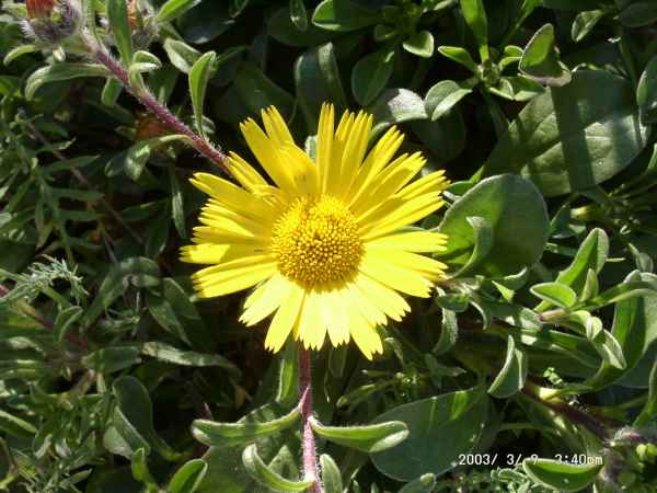 2003 03 09 benidorm benidorm 2003 hotel gan bali 074 jpg