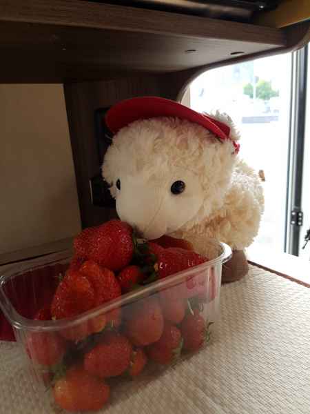 2018 05 27 estersheep ireland 2018 precccireland waterford 024 jpg