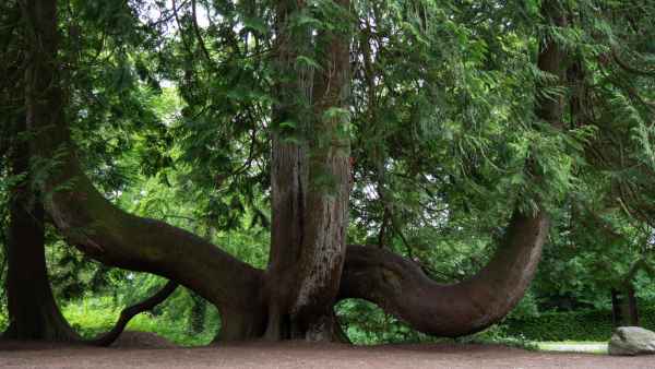 2018 05 31 blarney bps castles ireland 2018 irelandccctour trees 051 jpg