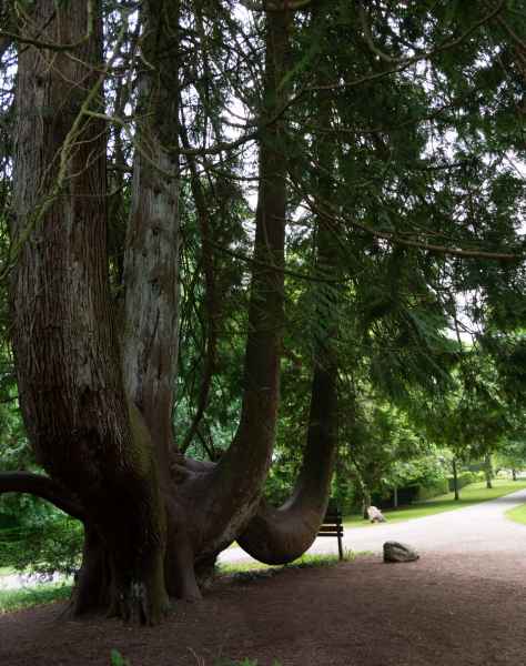 2018 05 31 blarney castles ireland 2018 irelandccctour trees 053 jpg