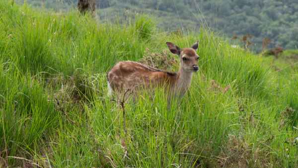 2018 06 01 bps deer ireland 2018 irelandccctour ladysview ring of kerry 105 jpg