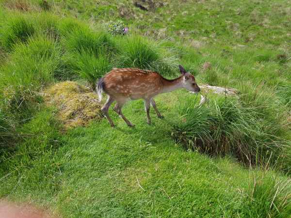 2018 06 01 deer ireland 2018 irelandccctour ladysview ring of kerry 101 jpg