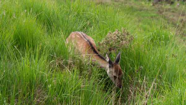 2018 06 01 deer ireland 2018 irelandccctour ladysview ring of kerry 102 jpg