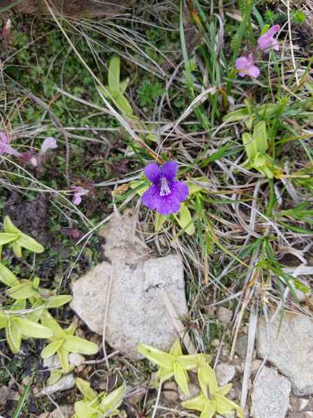 2018 06 01 ireland 2018 irelandccctour ladysview ring of kerry 093 jpg