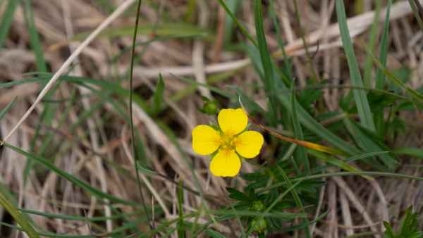 2018 06 01 ireland 2018 irelandccctour ladysview ring of kerry 096 jpg