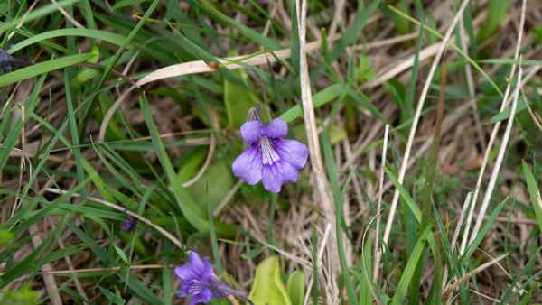 2018 06 01 ireland 2018 irelandccctour ladysview ring of kerry 097 jpg
