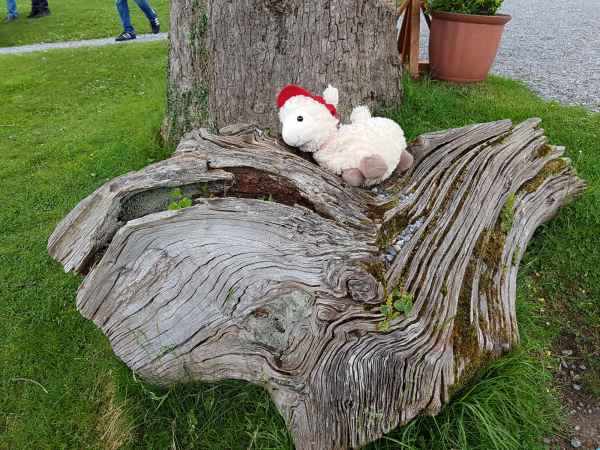 2018 06 02 estersheep gap of dunloe ireland 2018 irelandccctour 150 jpg