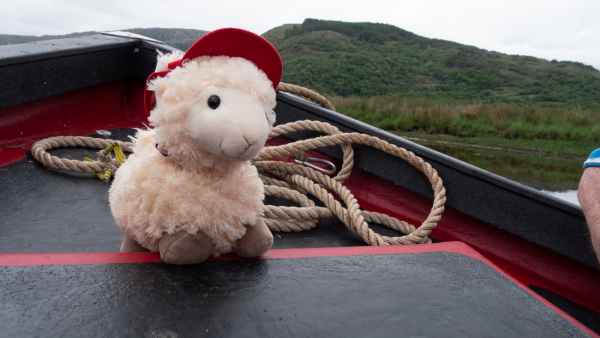 2018 06 02 estersheep gap of dunloe ireland 2018 irelandccctour 158 jpg