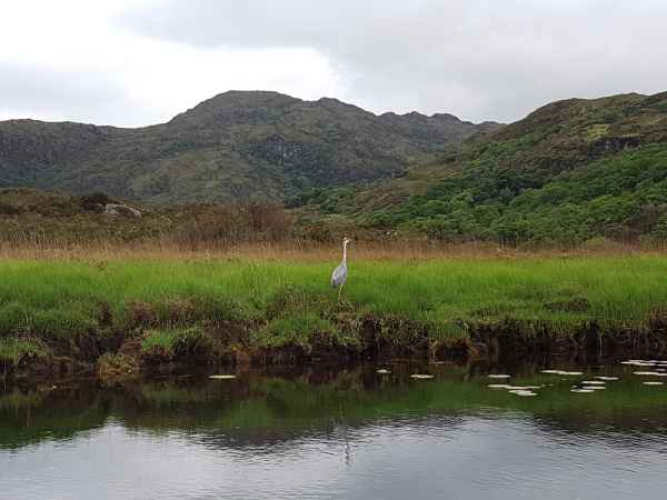 2018 06 02 gap of dunloe heron ireland 2018 irelandccctour 165 jpg