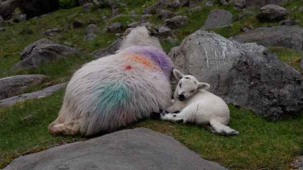 2018 06 02 gap of dunloe ireland 2018 irelandccctour 130 jpg