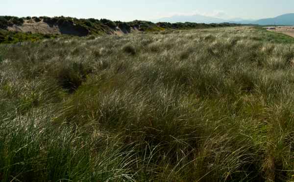 2018 06 04 dinglepeninsular inch ireland 2018 irelandccctour 190 jpg