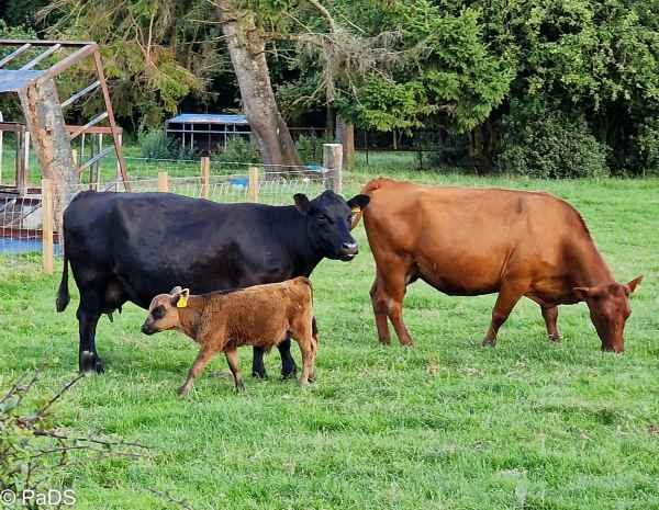 2022 08 09 catrinehocampsite scot 2022 001 2