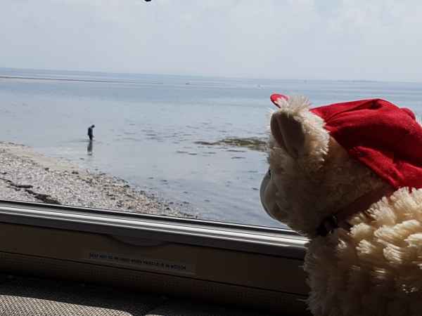 2018 06 08 estersheep gallway ireland 2018 irelandccctour 090 jpg