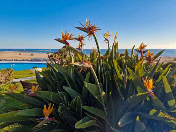 2023 02 04 flowers praia da rocha 011 d 2