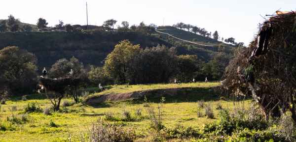 2023 02 05 monchique stork 025 d 2