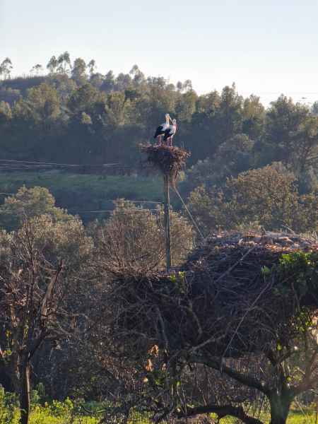 2023 02 05 monchique stork 026 d 2