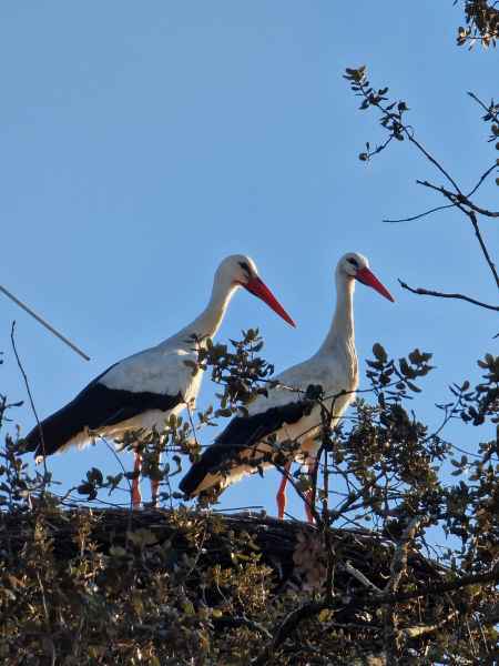 2023 02 05 monchique stork 027 d 2