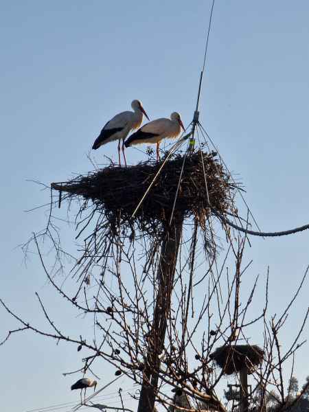 2023 02 05 monchique stork 028 d 2