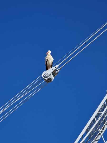 2023 02 06 portimao stork 034 d 2