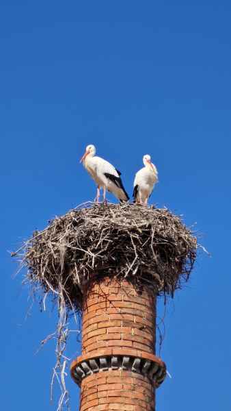 2023 02 06 portimao stork 038 d 2