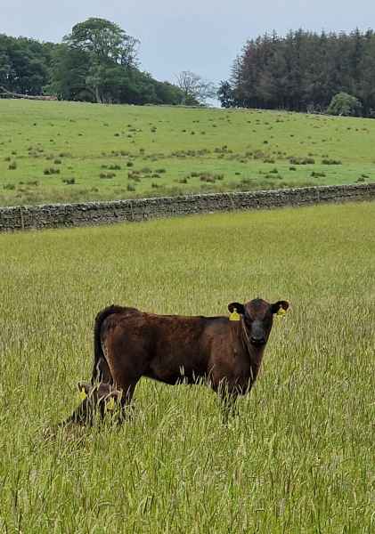2023 06 17 cows hill rally lauder 030 