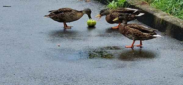 2023 08 24 ducks nouvion de theirache 020  2