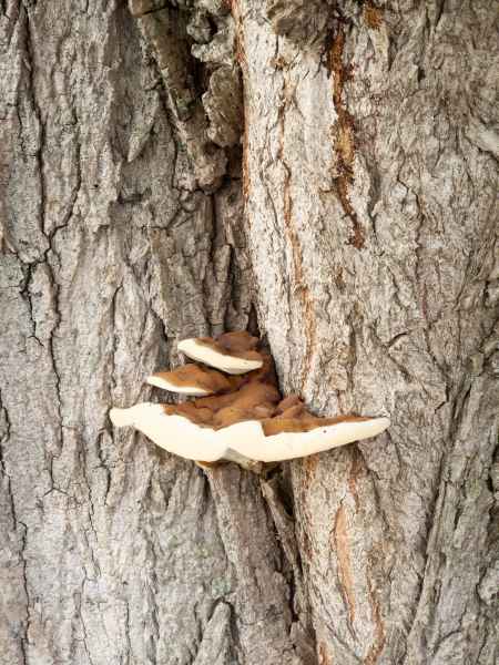 2023 08 24 merville mushroom 010  2