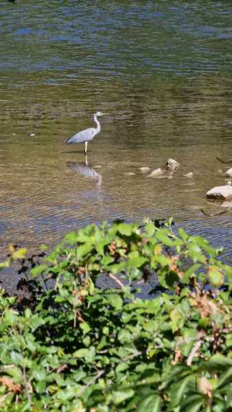 2023 09 01 heron millau 159  2