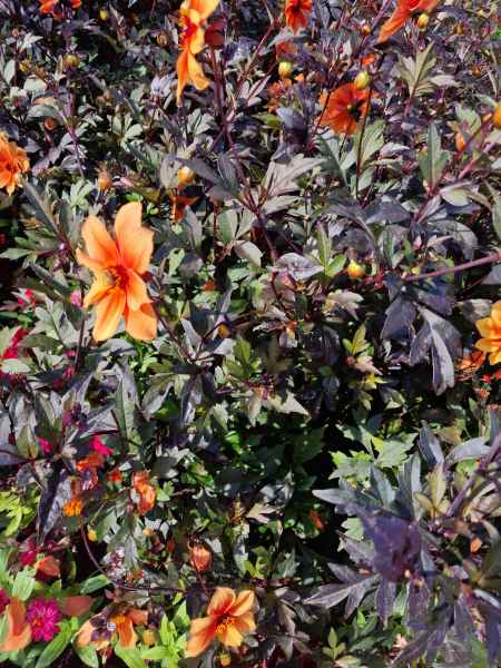 2023 09 16 1040 monet gardens 004 